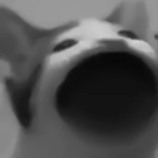 🐈‍⬛️