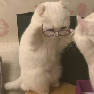 🐈