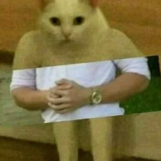 😺