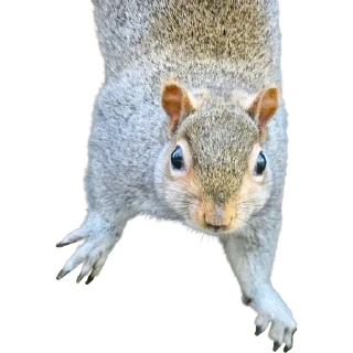 🐿️