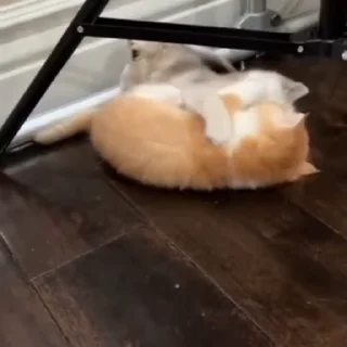 🐈‍⬛