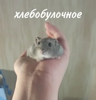 🍞