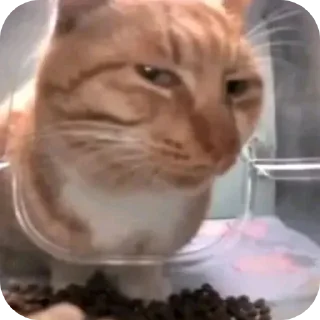 🤲