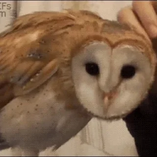 🦉