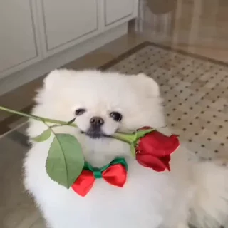 🌹