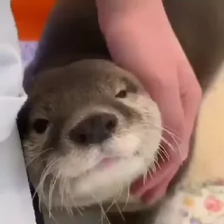🥺