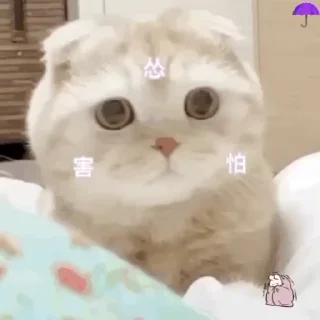 🐱