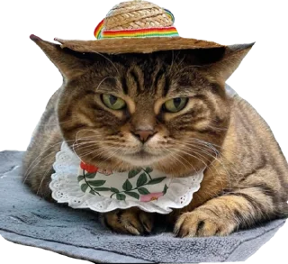 👒