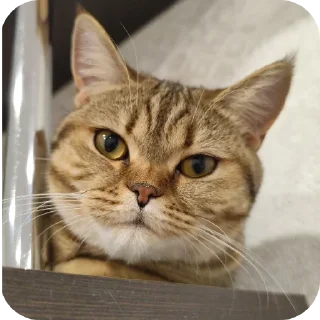 Masya