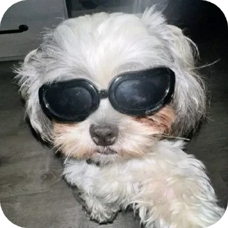 Dogs ➩ @Earth928B