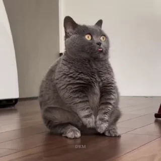 🐾