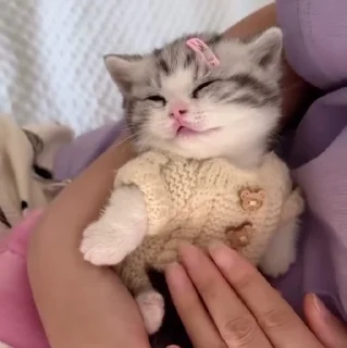 🐱