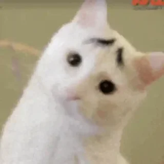 🐈
