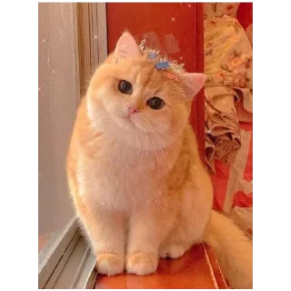 👑