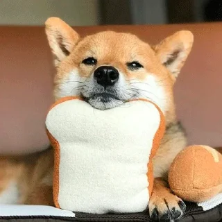 🐶