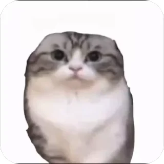 🤩