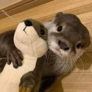 🦦