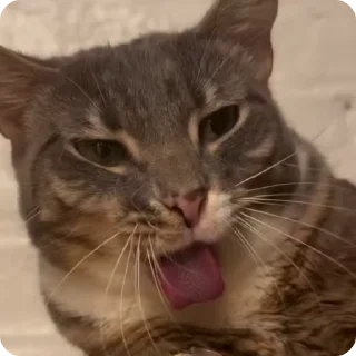🧑‍🦽
