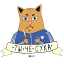 🐱