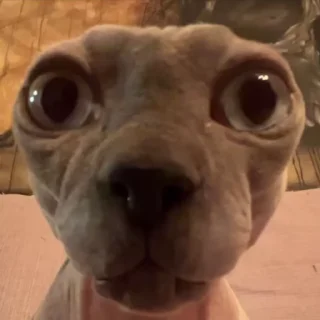 😳