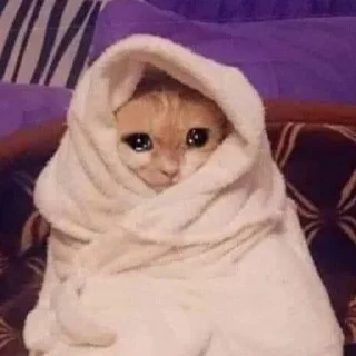 🐈