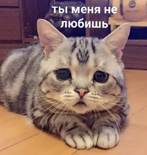 😿