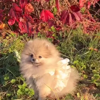 🤩