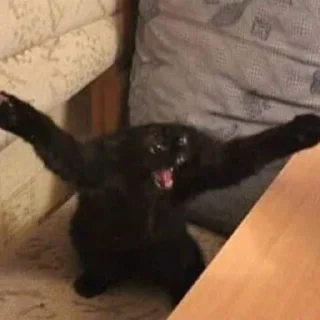 🐈