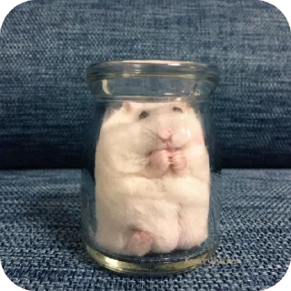 🐹