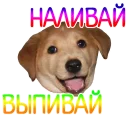 🐶
