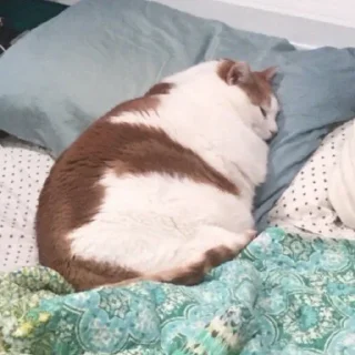 🐱