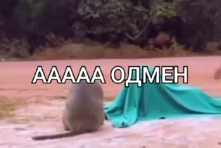 🙈