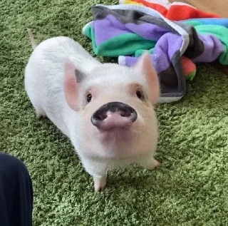 😊