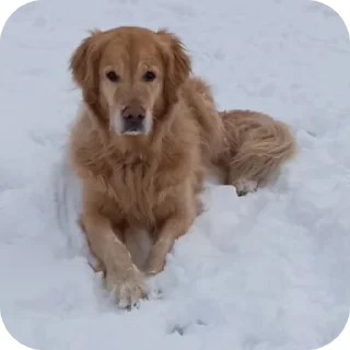 🐶