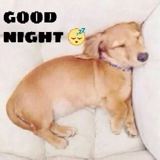🐶