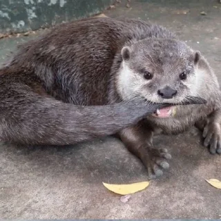 🦦