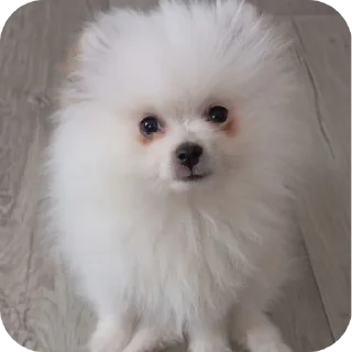 🐶