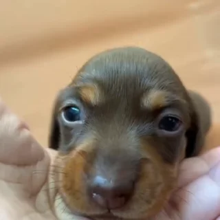 🐩