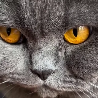 🤩