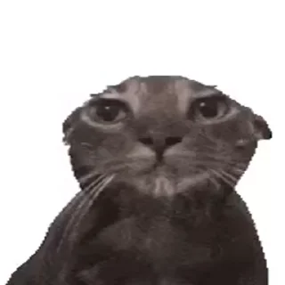 😿