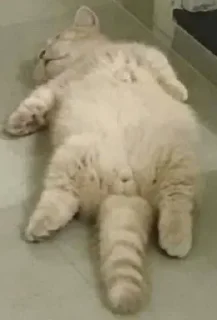 🐈‍⬛