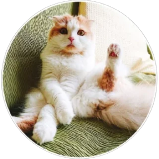🐈