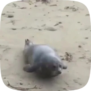 🏃‍♀️