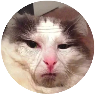 Content @stickersb2b