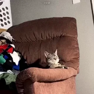 🐾