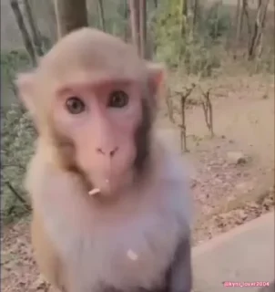 🐵
