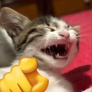 Kittens Me (@pubshiskin)