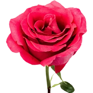 🌹