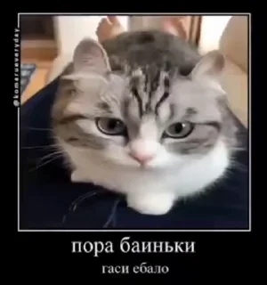 🐱