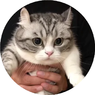 😺